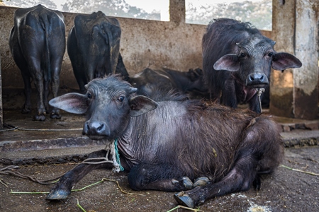 Farmed Indian buffaloes on an urban dairy farm or tabela, Aarey milk colony, Mumbai, India, 2023