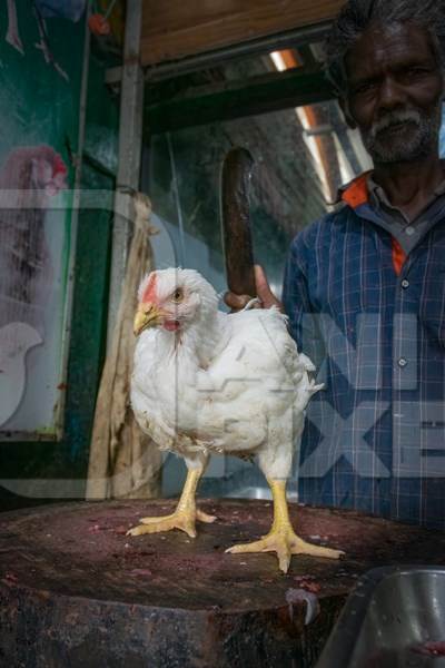 Indian broiler chicken on chopping block with butcher holding knife at a chicken meat shop in a live animal market, Kerala, 2018