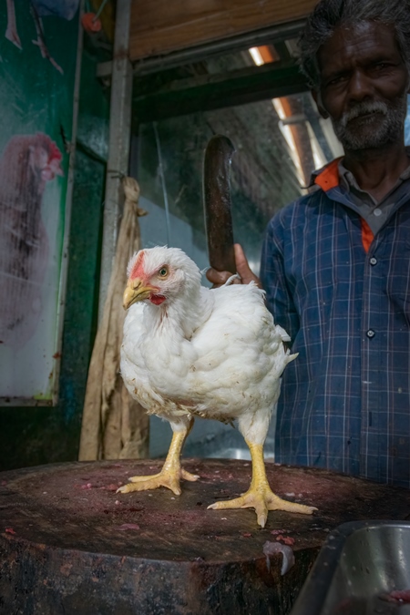 Indian broiler chicken on chopping block with butcher holding knife at a chicken meat shop in a live animal market, Kerala, 2018