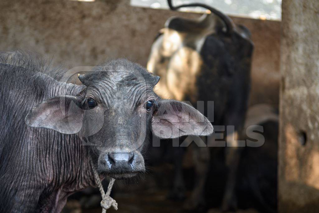 Close up of farmed Indian buffaloe calf face  on an urban dairy farm or tabela, Aarey milk colony, Mumbai, India, 2023