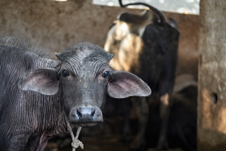 Close up of farmed Indian buffaloe calf face  on an urban dairy farm or tabela, Aarey milk colony, Mumbai, India, 2023