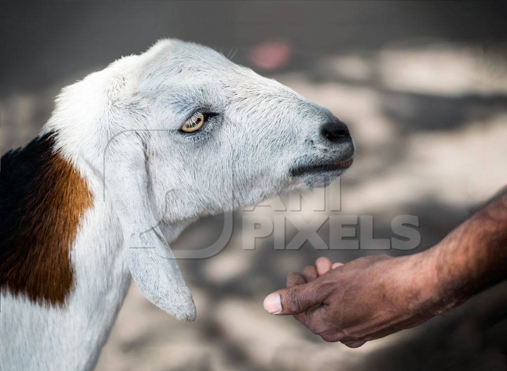 White goat outside mutton shop in an urban city
