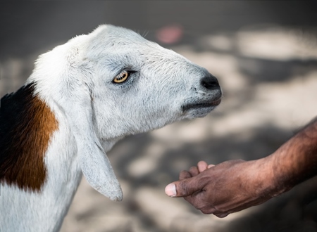 White goat outside mutton shop in an urban city