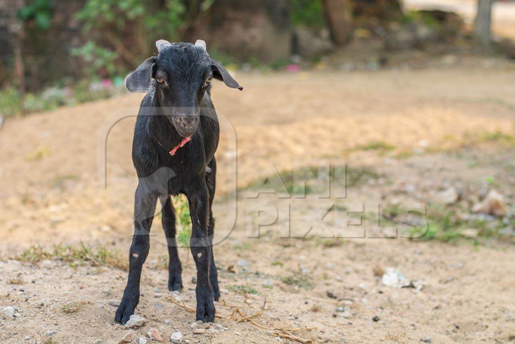 Black goat in village in rural Bihar