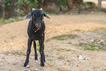 Black goat in village in rural Bihar