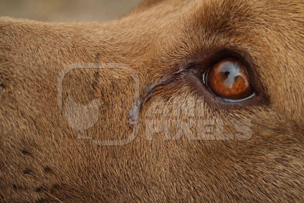 Close up of eye and face of brown dog with tear