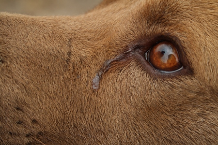 Close up of eye and face of brown dog with tear