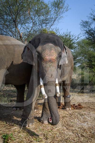 Captive Indian or Asian elephants, chained up at Hathi Gaon elephant village, Jaipur, Rajasthan, India, 2022