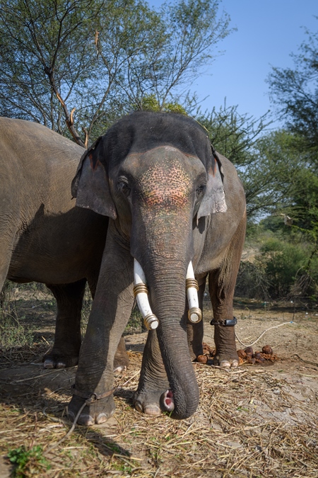 Captive Indian or Asian elephants, chained up at Hathi Gaon elephant village, Jaipur, Rajasthan, India, 2022