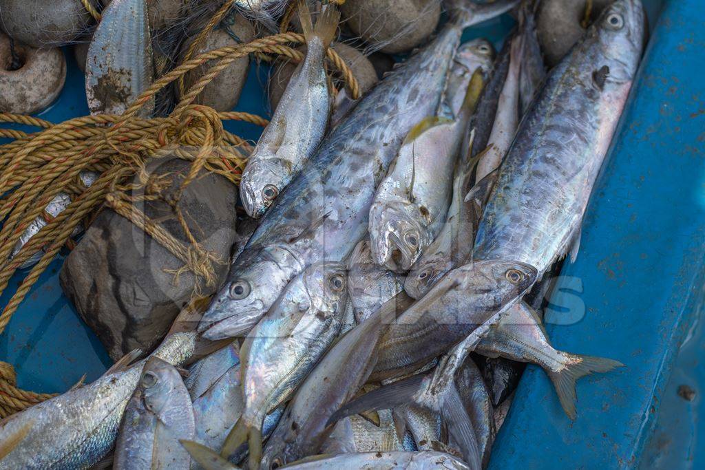 Indian marine ocean fish on the floor of a fishing boat on the beach in Maharashtra, India