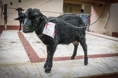 Indian baby goat kid on sale to devotees for religious slaughter or animal sacrifice by priests inside Kamakhya temple in Guwahati, Assam, India, 2018