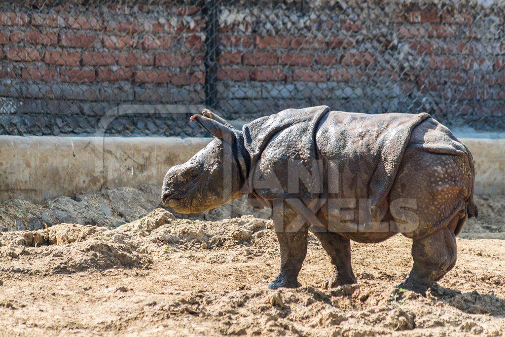 Indian one horned rhino baby in a zoo in Patna