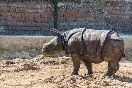 Indian one horned rhino baby in a zoo in Patna