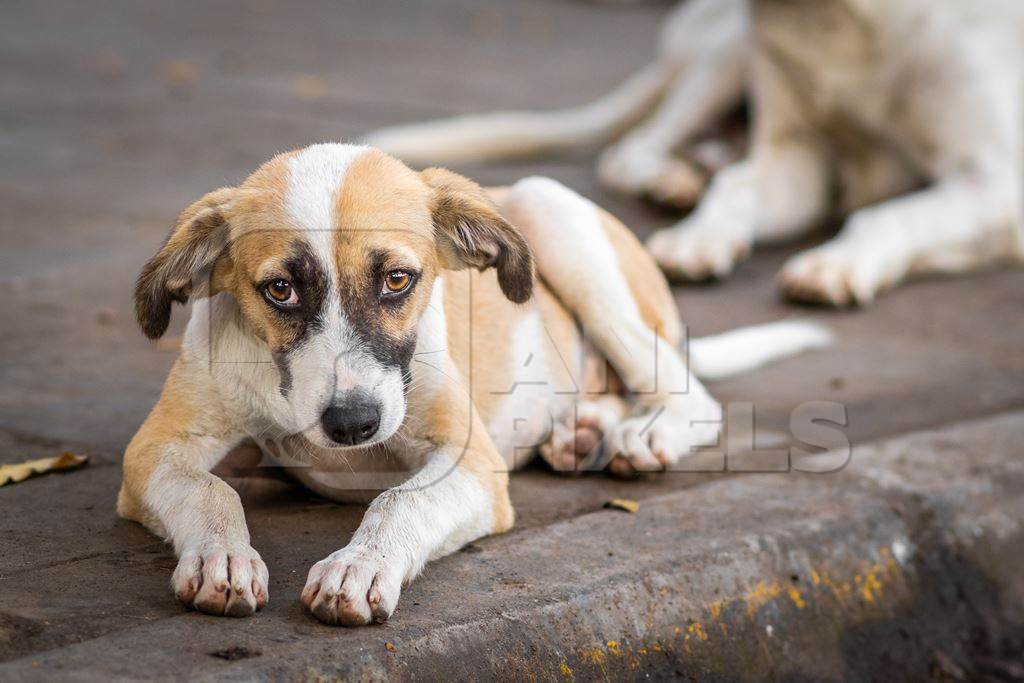 Indian stray or street pariah puppy dog on road in urban city of Pune, Maharashtra, India, 2021