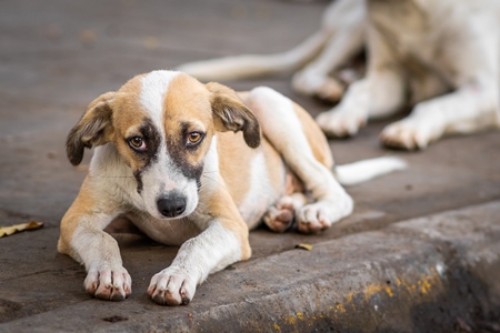 Indian stray or street pariah puppy dog on road in urban city of Pune, Maharashtra, India, 2021