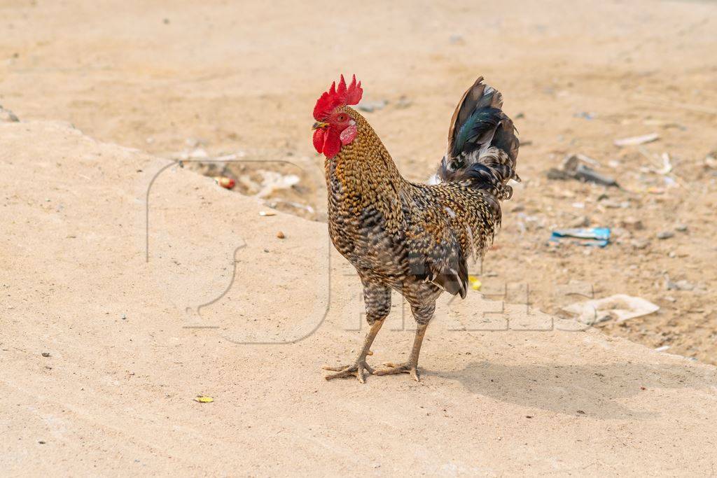 Farmed Indian cockerel or rooster chicken crossing the road in a village in rural Bihar in India