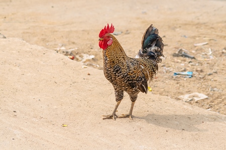 Farmed Indian cockerel or rooster chicken crossing the road in a village in rural Bihar in India