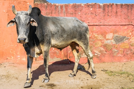 Street cow or bull on street in Jaipur in Rajasthan