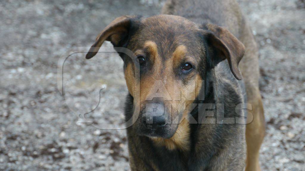 Brown street dog looking at camera