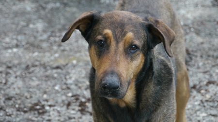 Brown street dog looking at camera