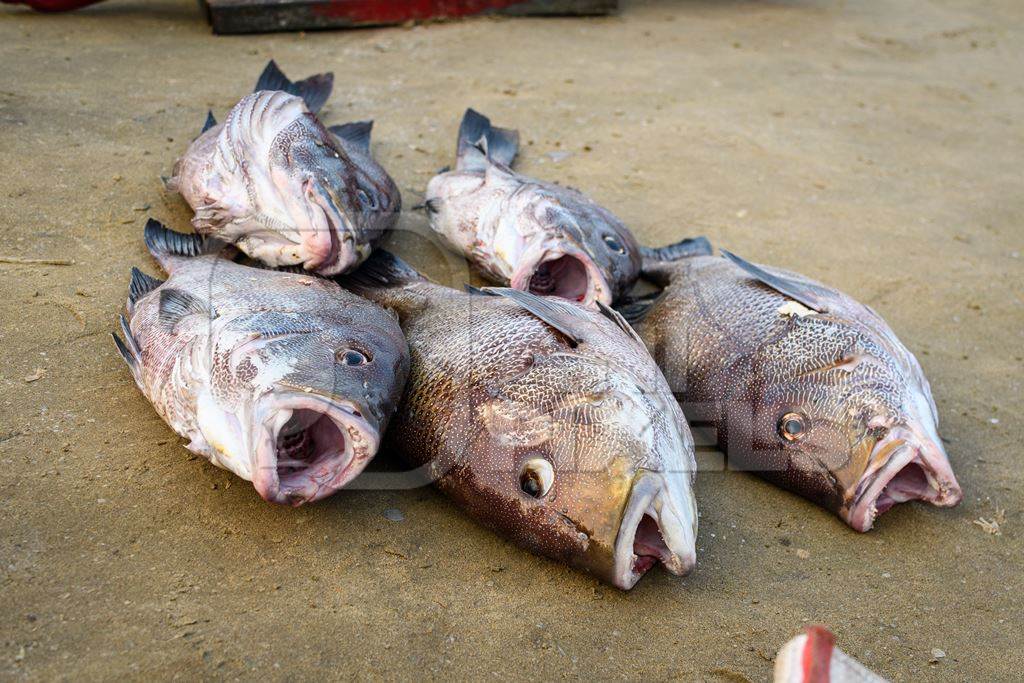 Dead Indian fish at Malvan fish market on beach in Malvan, Maharashtra, India, 2022