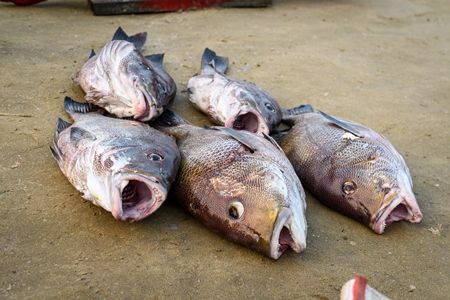 Dead Indian fish at Malvan fish market on beach in Malvan, Maharashtra, India, 2022