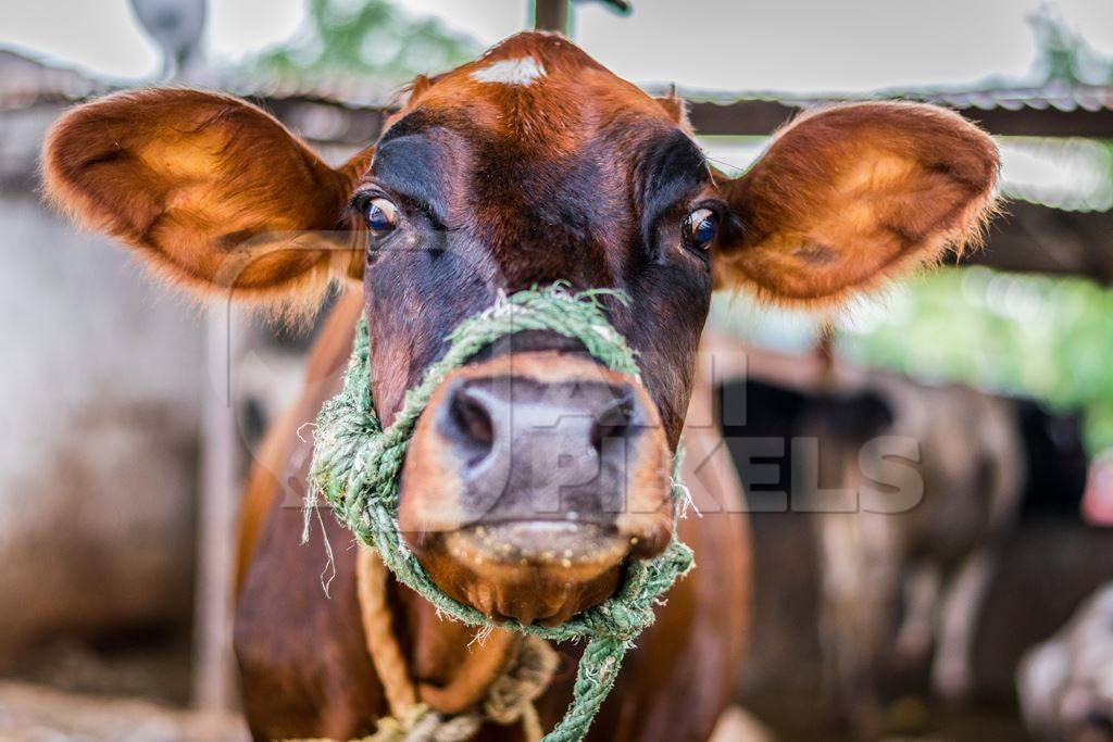 Dairy cow tied up in a stall in an urban dairy in Maharashtra