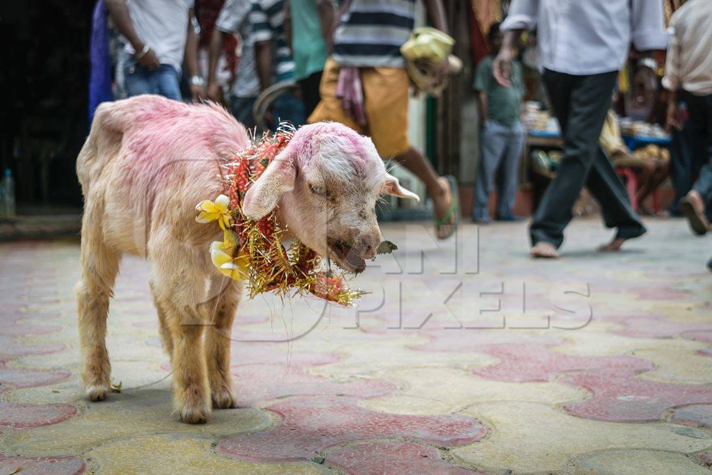 Baby goat for religious sacrifice at Kamakhya temple in Guwahati in Assam