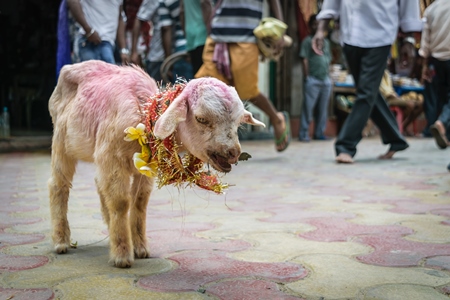 Baby goat for religious sacrifice at Kamakhya temple in Guwahati in Assam