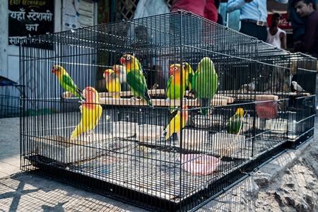 Exotic colourful lovebirds in cages for sale as pets at market at Sonepur cattle fair in Bihar, India