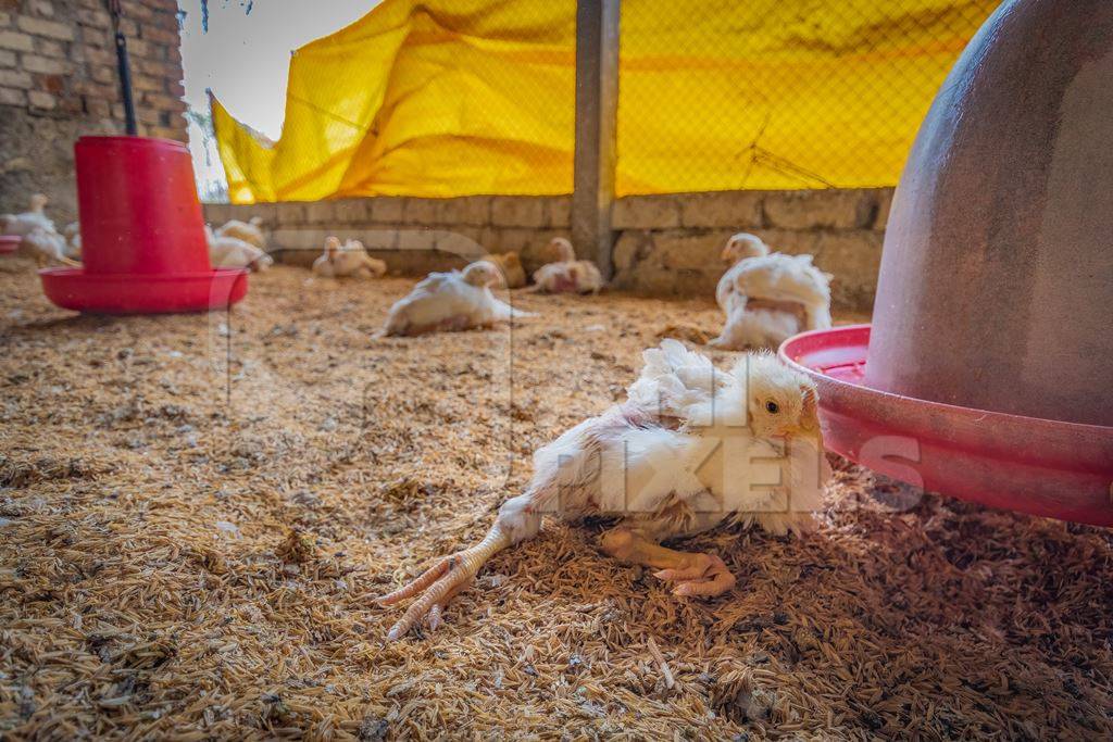 Crippled Indian broiler chicken lying on her side in a shed on a poultry farm in Maharashtra in India, 2021