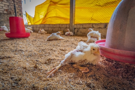 Crippled Indian broiler chicken lying on her side in a shed on a poultry farm in Maharashtra in India, 2021