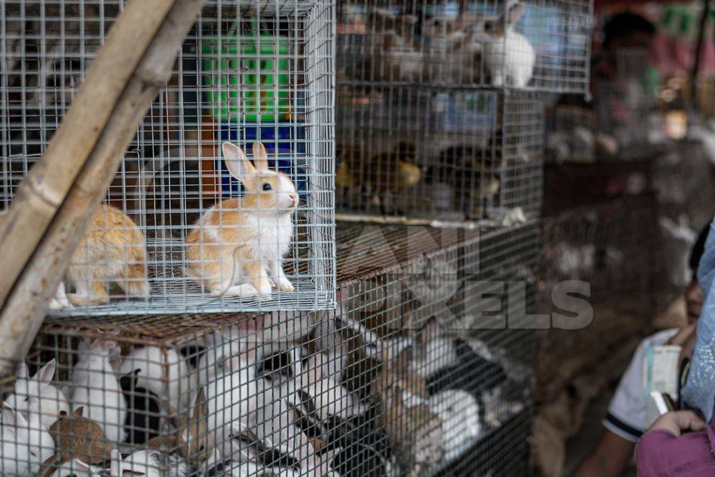 Cages full of baby rabbits on sale as pets at Galiff Street pet market, Kolkata, India, 2022