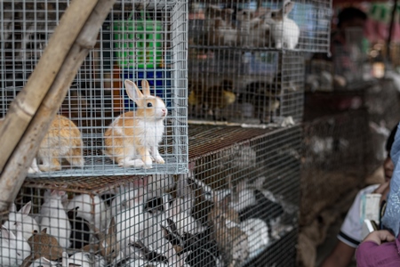 Cages full of baby rabbits on sale as pets at Galiff Street pet market, Kolkata, India, 2022