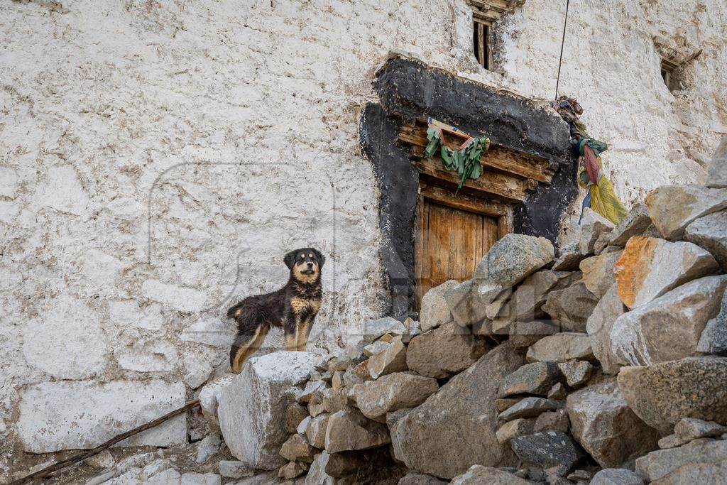 Black and brown dog outside the door of a monastery in Ladakh, in the Himalayas
