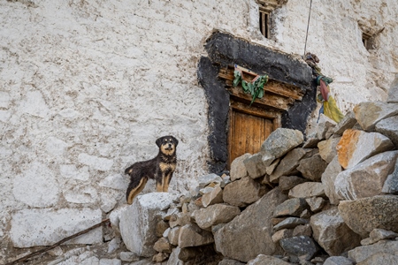 Black and brown dog outside the door of a monastery in Ladakh, in the Himalayas