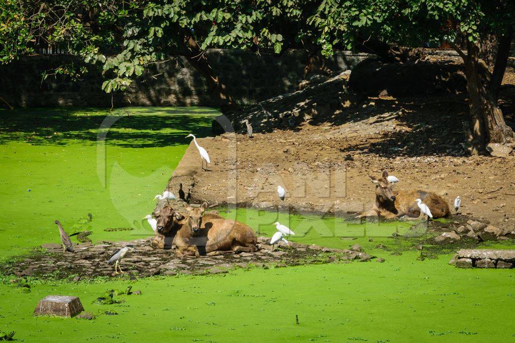Deer and birds in dirty green lake covered with algae in Byculla zoo