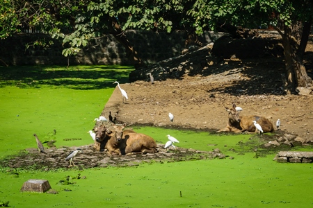 Deer and birds in dirty green lake covered with algae in Byculla zoo