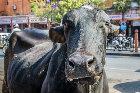 Black street cow on street in the city of Jaipur in Rajasthan