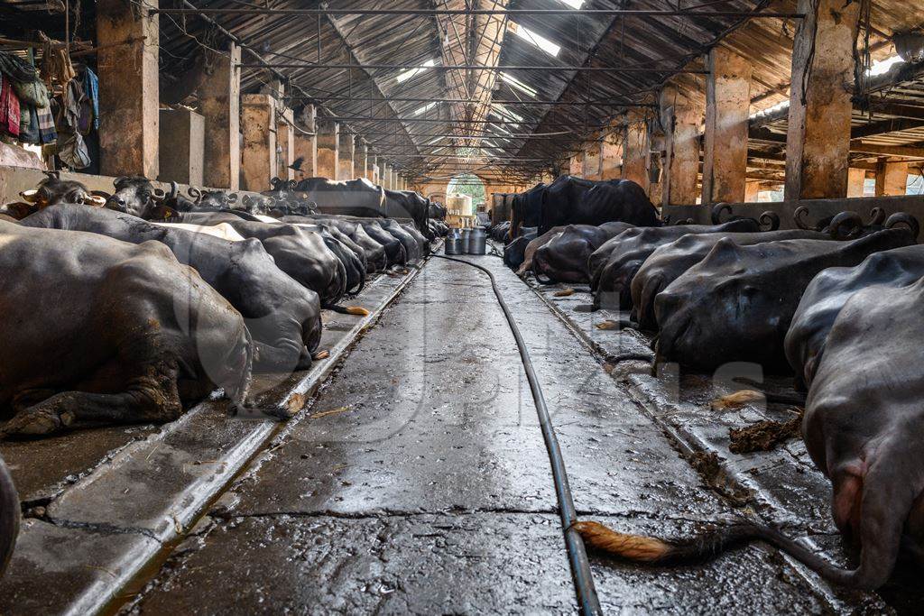 Indian buffaloes tied up in a line in a concrete shed on an urban dairy farm or tabela, Aarey milk colony, Mumbai, India, 2023