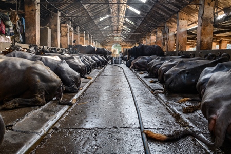 Indian buffaloes tied up in a line in a concrete shed on an urban dairy farm or tabela, Aarey milk colony, Mumbai, India, 2023