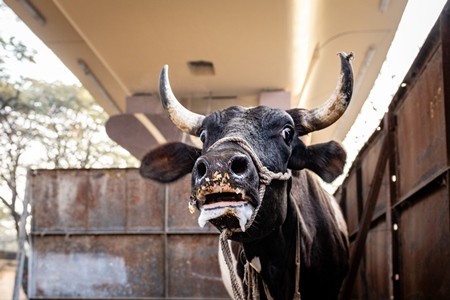 Close up of a distressed Indian dairy cow bellowing on an urban tabela in the divider of a busy road, Pune, Maharashtra, India, 2024