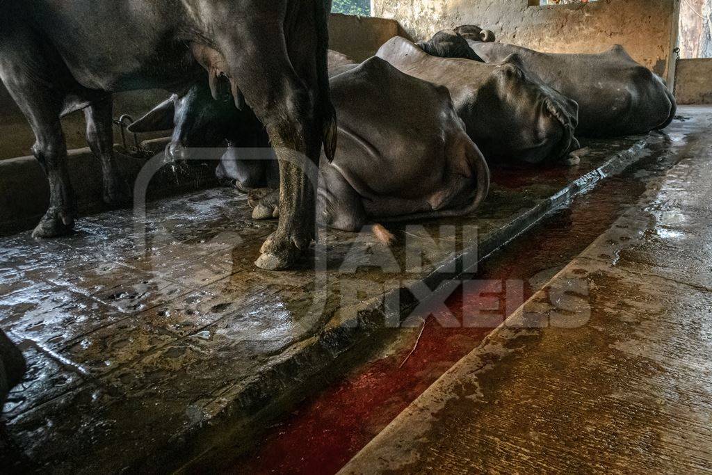 A river of blood flows from a farmed Indian buffalo in a concrete shed on an urban dairy farm or tabela, Aarey milk colony, Mumbai, India, 2023