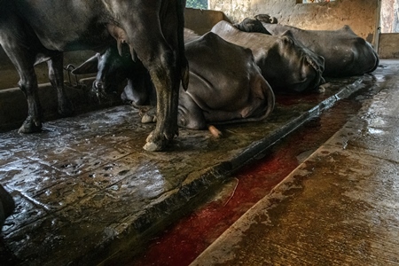 A river of blood flows from a farmed Indian buffalo in a concrete shed on an urban dairy farm or tabela, Aarey milk colony, Mumbai, India, 2023