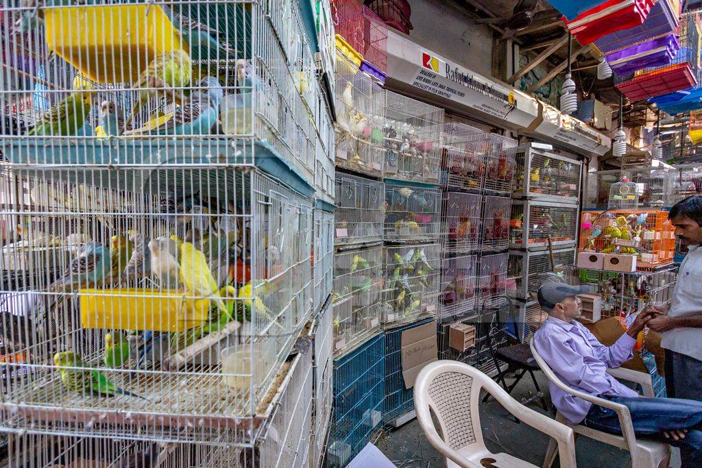 Pet shop with stacks of cages selling birds and mammals at Crawford pet market in Mumbai