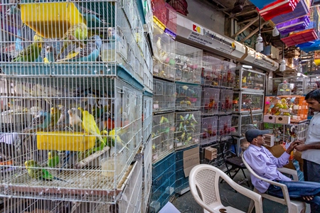 Pet shop with stacks of cages selling birds and mammals at Crawford pet market in Mumbai