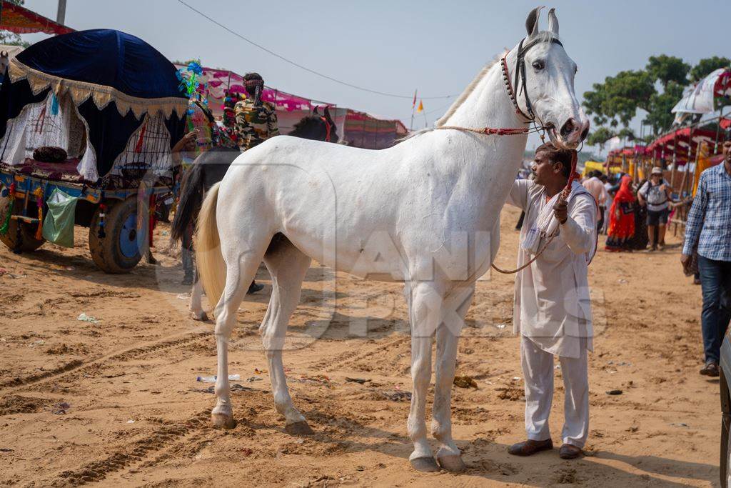 White Indian horse at Pushkar camel fair, Rajasthan, India, 2019
