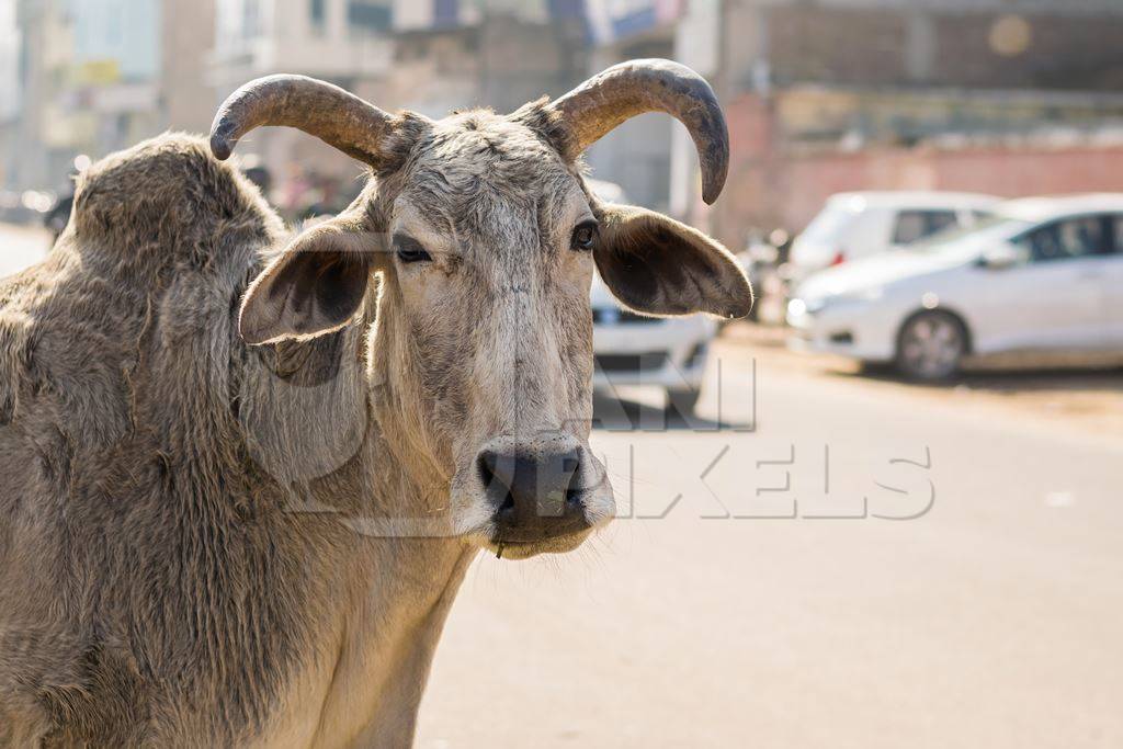 Grey cow or bullock with large horns in street in city of Bikaner