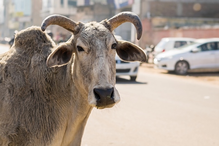 Grey cow or bullock with large horns in street in city of Bikaner