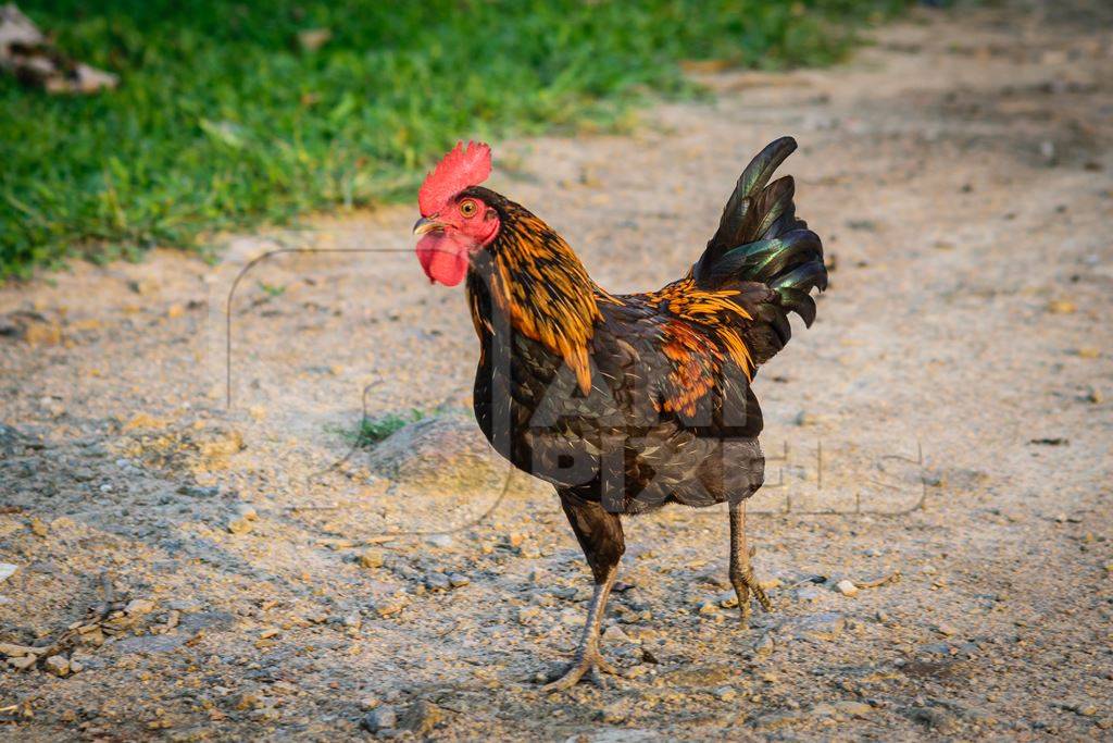 Free range cockerel walking along a road in a village